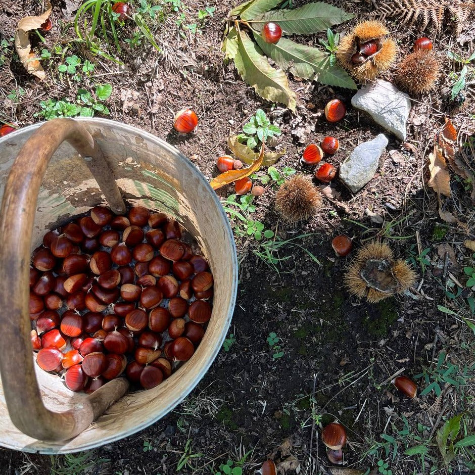 Castagne Bouche de Betizac 20 KG BIO appena raccolte fresche scelte