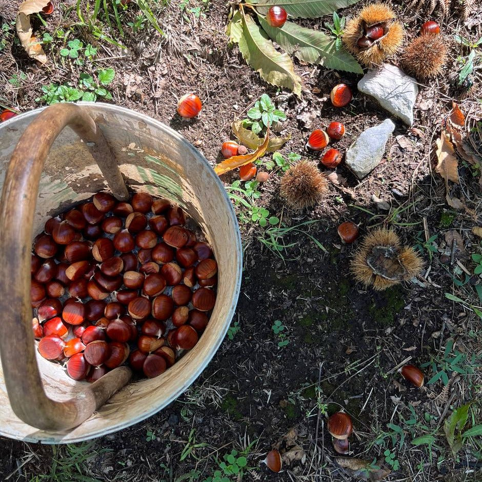 PREVENDITA - Castagne di Montella IGP BIO | Confezione da 5 kg