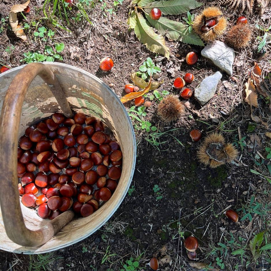 PREVENDITA - Castagne di Montella IGP BIO | Confezione da 20 kg