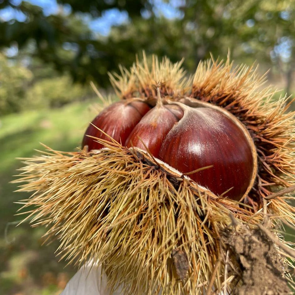 Castagne Bouche de Betizac 3 KG BIO appena raccolte fresche scelte