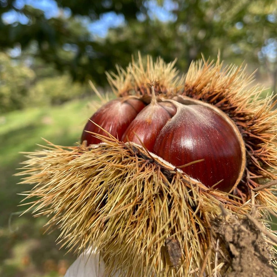 Castagne Bouche de Betizac 20 KG BIO appena raccolte fresche scelte