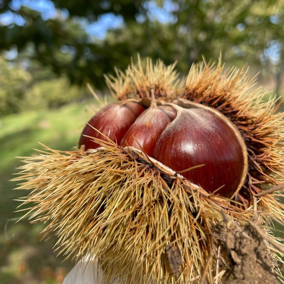 PREVENDITA - Castagne di Montella IGP BIO | Confezione da 5 kg