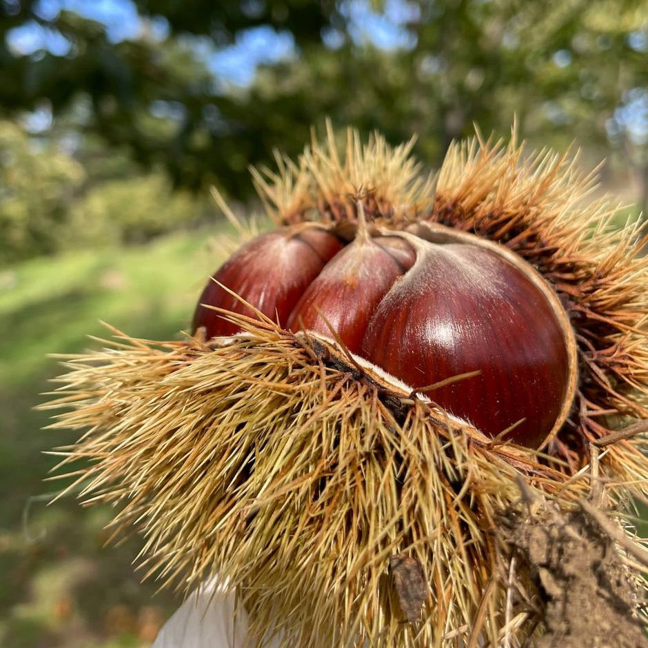 Castagne Bouche de Betizac 7 KG BIO appena raccolte fresche scelte